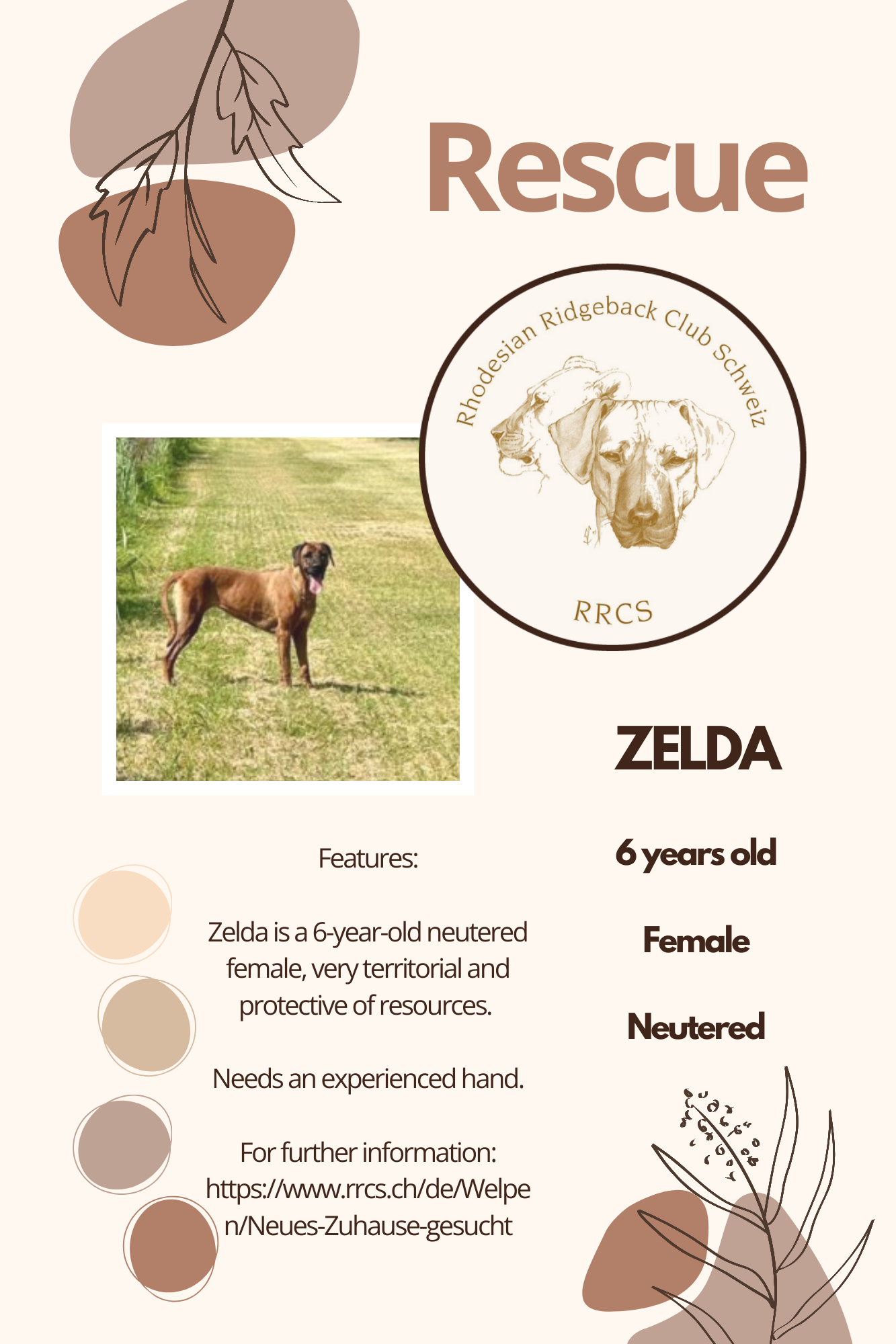 Rhodesian Ridgeback Hündin Zelda sucht ein Zuhause