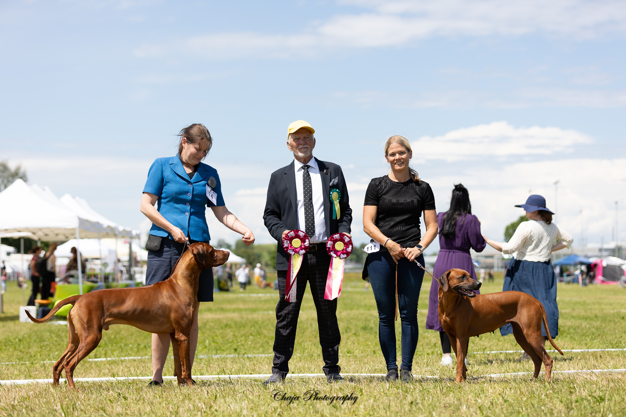 Dog Show Project 2024