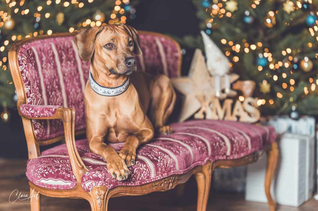 Der RRCS wünsch allen frohe Weihnachten